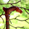Wooden Cane Walking Stick Horse with Saddle