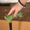 Classic Hand-painted walking stick - Green Serenade - wooden Flowered cane for women Ladies with comfortable light green derby handle
