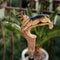 Wooden Walking Stick Cane German Shepherd: hand-painted dog breed handle