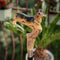 Wooden Walking Stick Cane German Shepherd: hand-painted dog breed handle