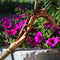 LIZARD & FLOWER Light Wooden Cane Walking Stick