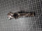 Nude Lady Sexy Girl Cane Walking Stick