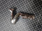 Nude Lady Sexy Girl Cane Walking Stick