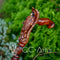 Archangel Michael Wood Carved Walking Stick Cane