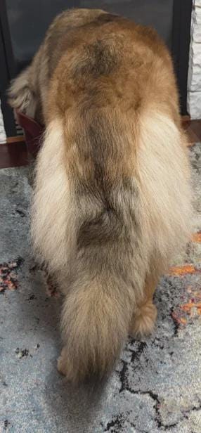 Custom painted wooden dog walking cane - GCArtis - - 