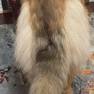Custom painted wooden dog walking cane - GCArtis - - 