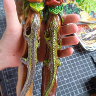 Hand Carved Iguana & Rose Flower Walking Cane – Elegant Wooden Stick - GCArtis - Lux Hand Painted Canes - 