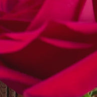 Hand painted Walking cane Red Rose Flower - wood carved Walking Stick, gift for women, mom, grandma