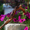 Lizard & Flower Ladies Hand Carved Walking Stick