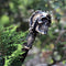 Skull Walking Stick Cane Wood & Bronze - GC-Artis Walking Sticks Canes